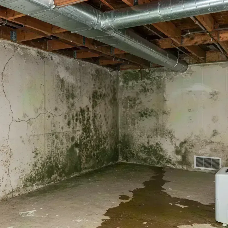 Professional Mold Removal in South Roxana, IL